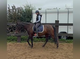 PRE Mix, Stute, 12 Jahre, 163 cm, Brauner