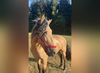 PRE, Stute, 12 Jahre, 163 cm, Buckskin