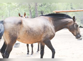 PRE, Stute, 12 Jahre, 163 cm, Buckskin