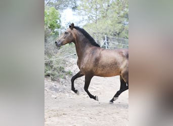 PRE, Stute, 12 Jahre, 163 cm, Buckskin