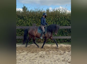 PRE Mix, Stute, 12 Jahre, 163 cm