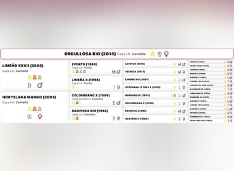 PRE, Stute, 12 Jahre, 165 cm, Brauner