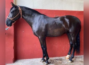 PRE Mix, Stute, 12 Jahre, 165 cm, Rappe