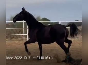 PRE, Stute, 12 Jahre, 168 cm, Rappe