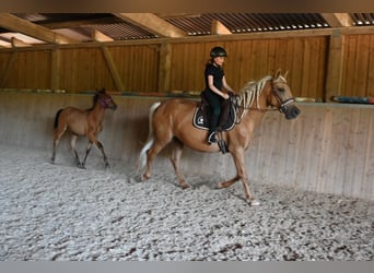 PRE, Stute, 12 Jahre, Palomino
