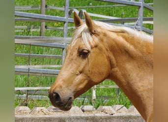 PRE, Stute, 12 Jahre, Palomino