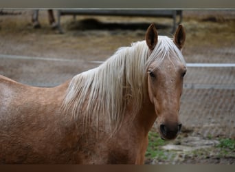 PRE, Stute, 12 Jahre, Palomino