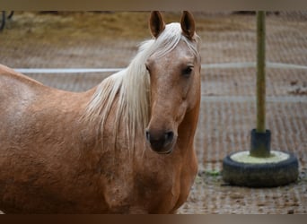 PRE, Stute, 12 Jahre, Palomino