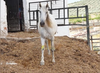 PRE, Stute, 12 Jahre, Schimmel