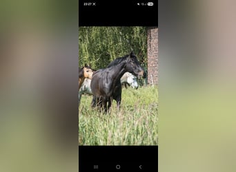 PRE, Stute, 13 Jahre, 150 cm, Dunkelbrauner