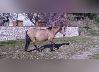 PRE Mix, Stute, 13 Jahre, 155 cm, Falbe