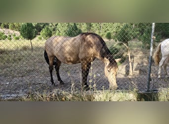 PRE Mix, Stute, 13 Jahre, 155 cm, Falbe