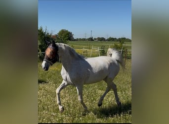 PRE, Stute, 13 Jahre, 155 cm, Fliegenschimmel
