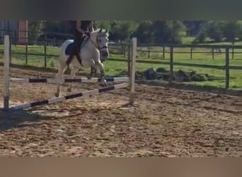 PRE Mix, Stute, 13 Jahre, 157 cm, Schimmel