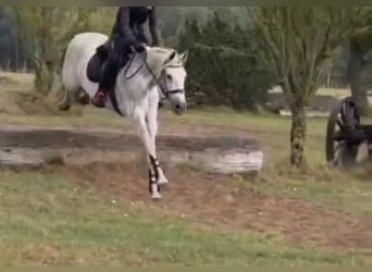 PRE Mix, Stute, 13 Jahre, 157 cm, Schimmel