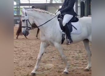 PRE Mix, Stute, 13 Jahre, 157 cm, Schimmel