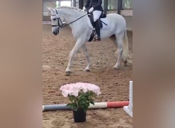 PRE Mix, Stute, 13 Jahre, 157 cm, Schimmel