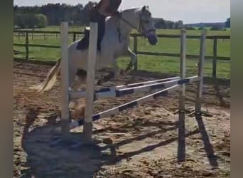 PRE Mix, Stute, 13 Jahre, 157 cm, Schimmel