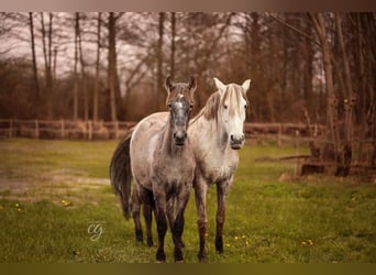 PRE, Stute, 13 Jahre, 160 cm, Schimmel