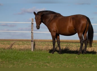 PRE, Stute, 13 Jahre, 161 cm, Brauner