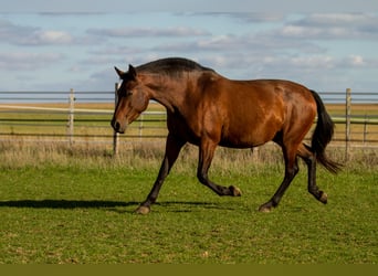 PRE, Stute, 13 Jahre, 161 cm, Brauner