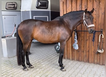 PRE Mix, Stute, 13 Jahre, 162 cm, Brauner