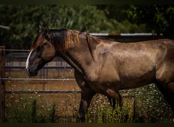 PRE Mix, Stute, 13 Jahre, 162 cm, Rappe