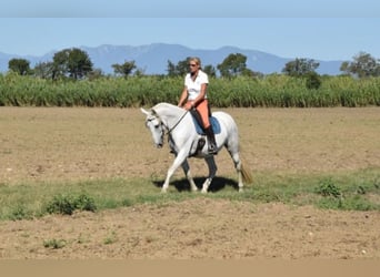 PRE Mix, Stute, 13 Jahre, 163 cm, Apfelschimmel