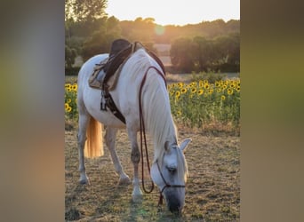 PRE Mix, Stute, 13 Jahre, 163 cm, Apfelschimmel