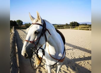 PRE Mix, Stute, 13 Jahre, 163 cm, Apfelschimmel