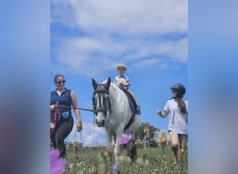 PRE Mix, Stute, 13 Jahre, 163 cm, Apfelschimmel