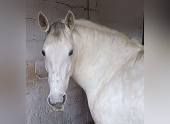 PRE, Stute, 13 Jahre, 163 cm, Schimmel