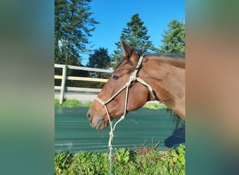 PRE, Stute, 13 Jahre, 164 cm, Brauner