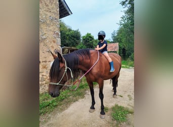 PRE, Stute, 13 Jahre, 164 cm, Brauner