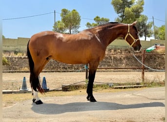 PRE Mix, Stute, 13 Jahre, 165 cm, Brauner