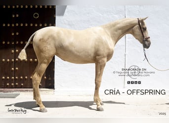 PRE, Stute, 13 Jahre, 168 cm, Brauner