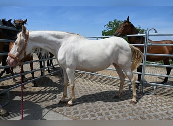 PRE, Stute, 13 Jahre, Perlino