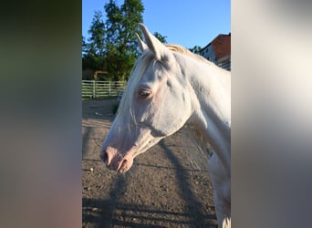 PRE, Stute, 13 Jahre, Perlino