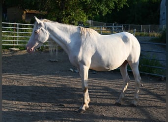 PRE, Stute, 13 Jahre, Perlino