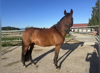 PRE, Stute, 14 Jahre, 152 cm, Brauner