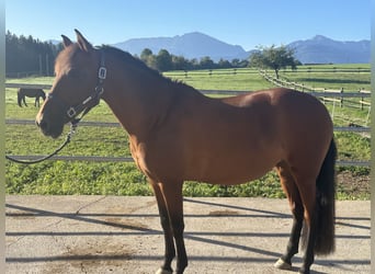 PRE, Stute, 14 Jahre, 152 cm, Brauner
