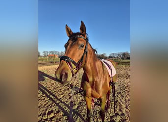 PRE Mix, Stute, 14 Jahre, 158 cm, Dunkelbrauner