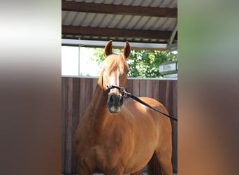 PRE Mix, Stute, 14 Jahre, 158 cm, Fuchs
