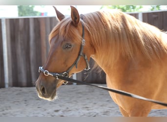 PRE Mix, Stute, 14 Jahre, 158 cm, Fuchs
