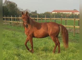 PRE Mix, Stute, 14 Jahre, 158 cm, Fuchs