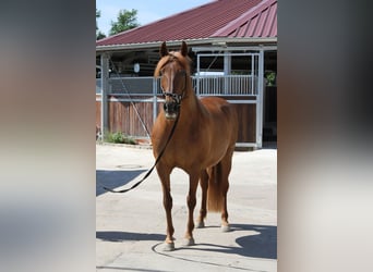 PRE Mix, Stute, 14 Jahre, 158 cm, Fuchs