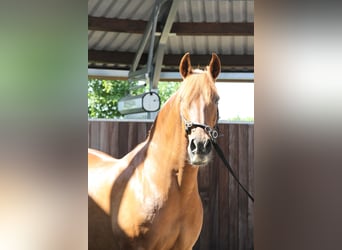 PRE Mix, Stute, 14 Jahre, 158 cm, Fuchs