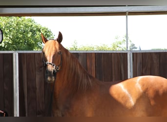 PRE Mix, Stute, 14 Jahre, 158 cm, Fuchs