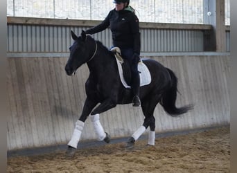 PRE Mix, Stute, 14 Jahre, 158 cm, Rappe