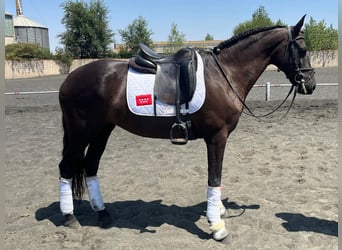 PRE Mix, Stute, 14 Jahre, 161 cm, Rappe